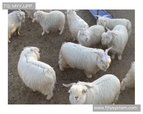 蒙细与加纳利的对决分析及其对未来赛事的影响探讨